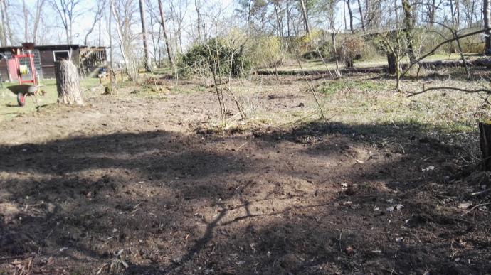 Zu sehen ist ein Teil des Gartenareals, welches von den Brombeerwurzeln befreit werden muss. Zu sehen ist ein Teil des Gartenareals, welches von den Brombeerwurzeln befreit werden muss.