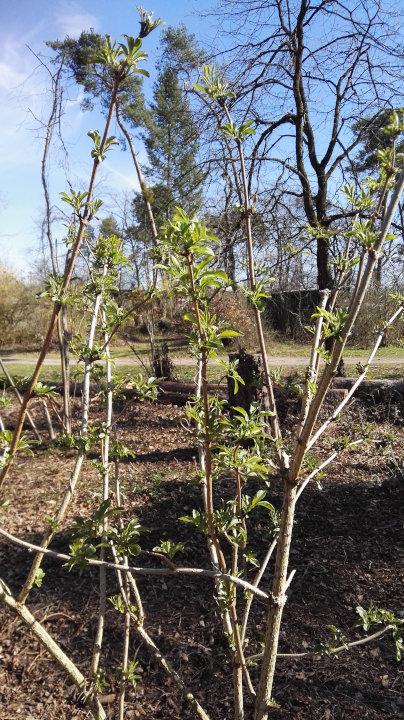 Zu sehen ist ein Teil des Gartenareals, welches von den Brombeerwurzeln befreit werden muss.